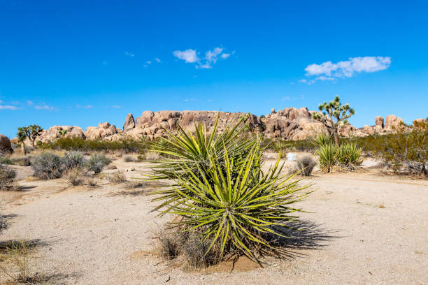 yucca rostlina 1